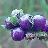 Lantana rugosa fruit